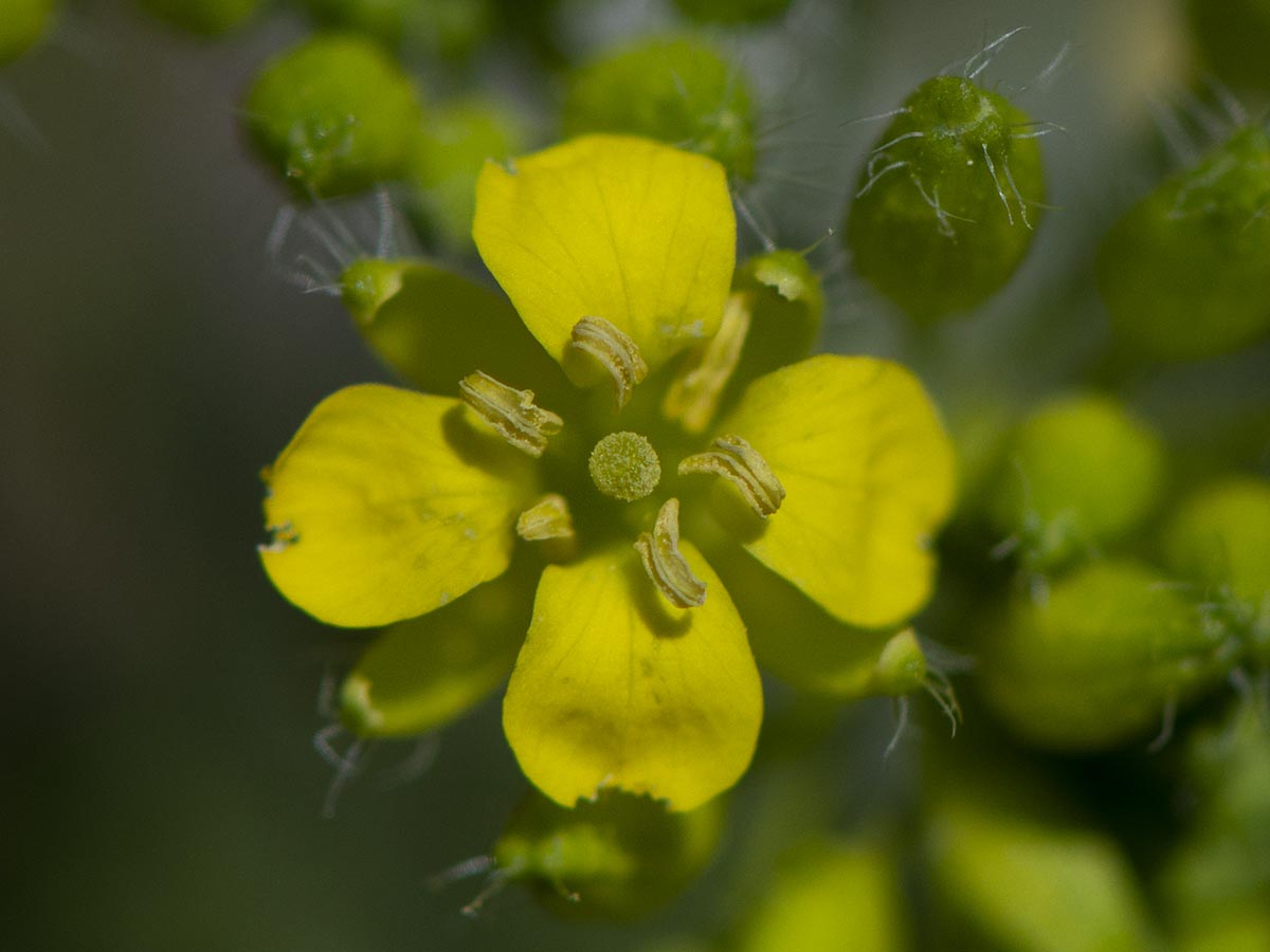 Blüte